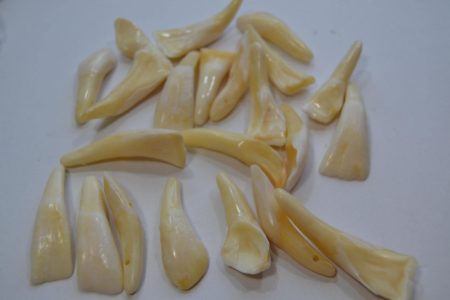 Horse/Buffalo Tooth Beads