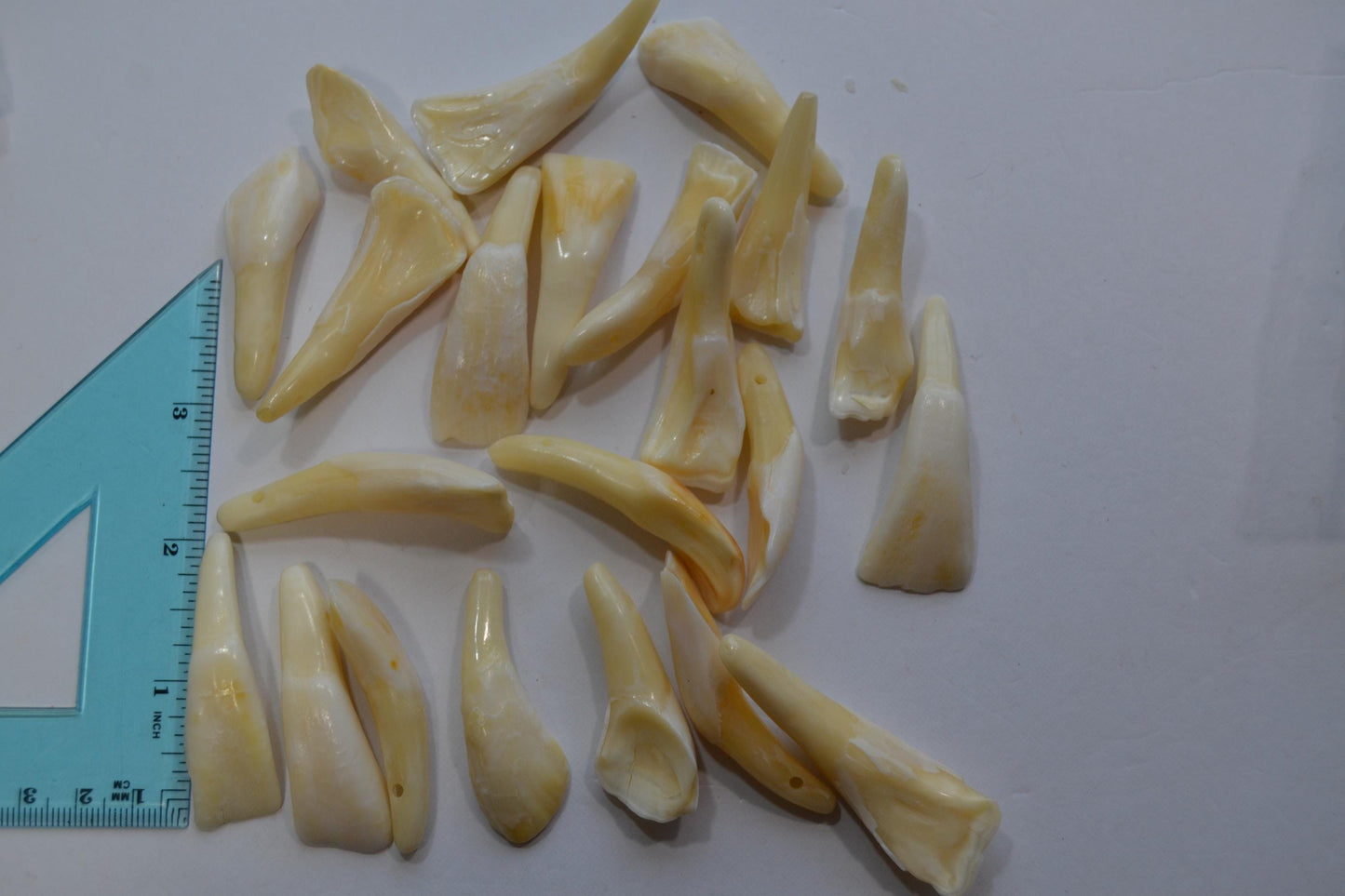 Horse/Buffalo Tooth Beads