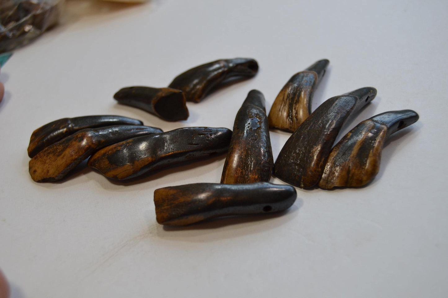Horse/Buffalo Tooth Beads
