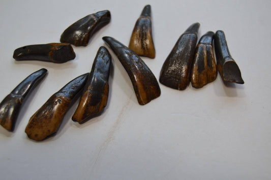 Horse/Buffalo Tooth Beads