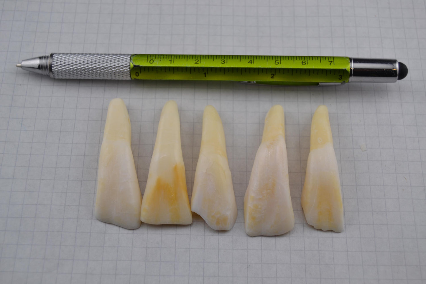 Horse teeth and Canine teeth in lots