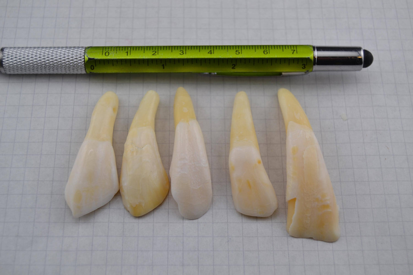 Horse teeth and Canine teeth in lots