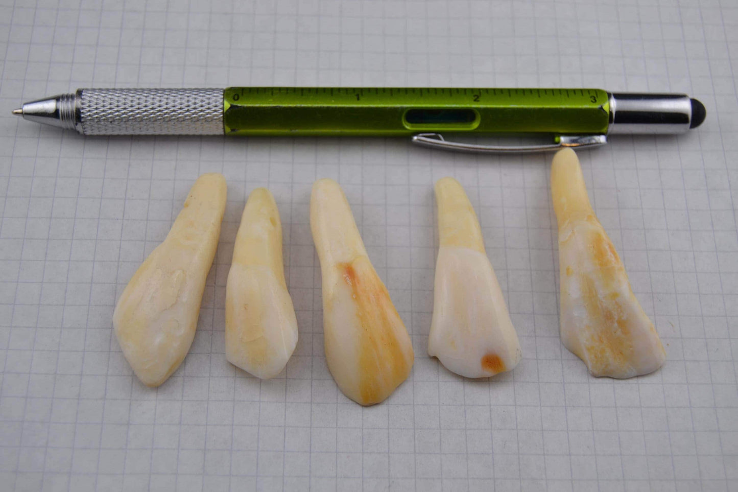 Horse teeth and Canine teeth in lots