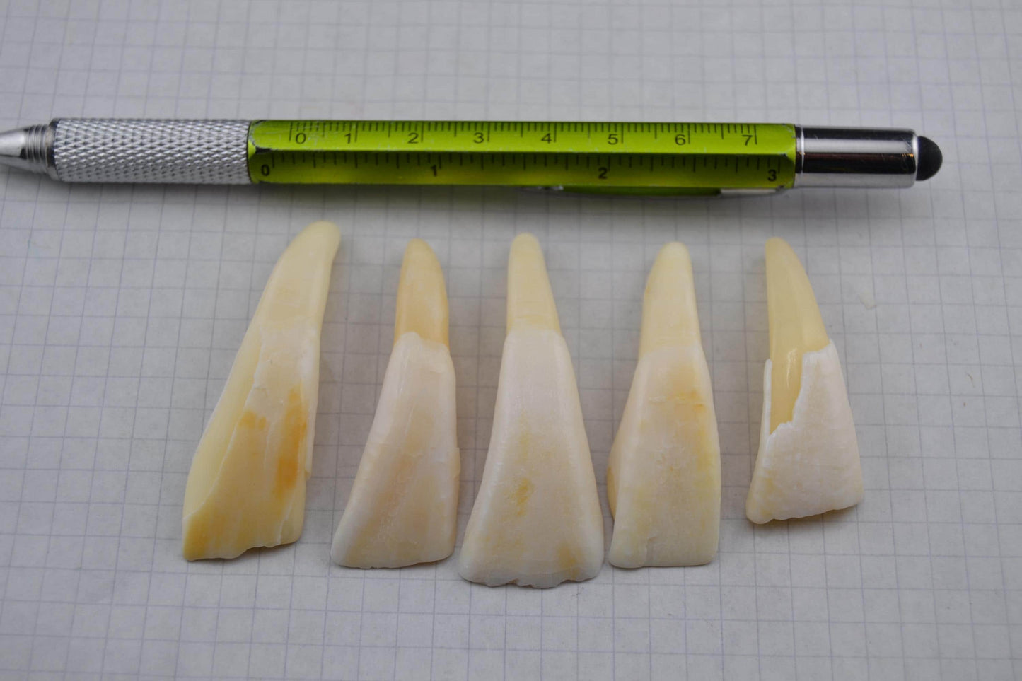 Horse teeth and Canine teeth in lots