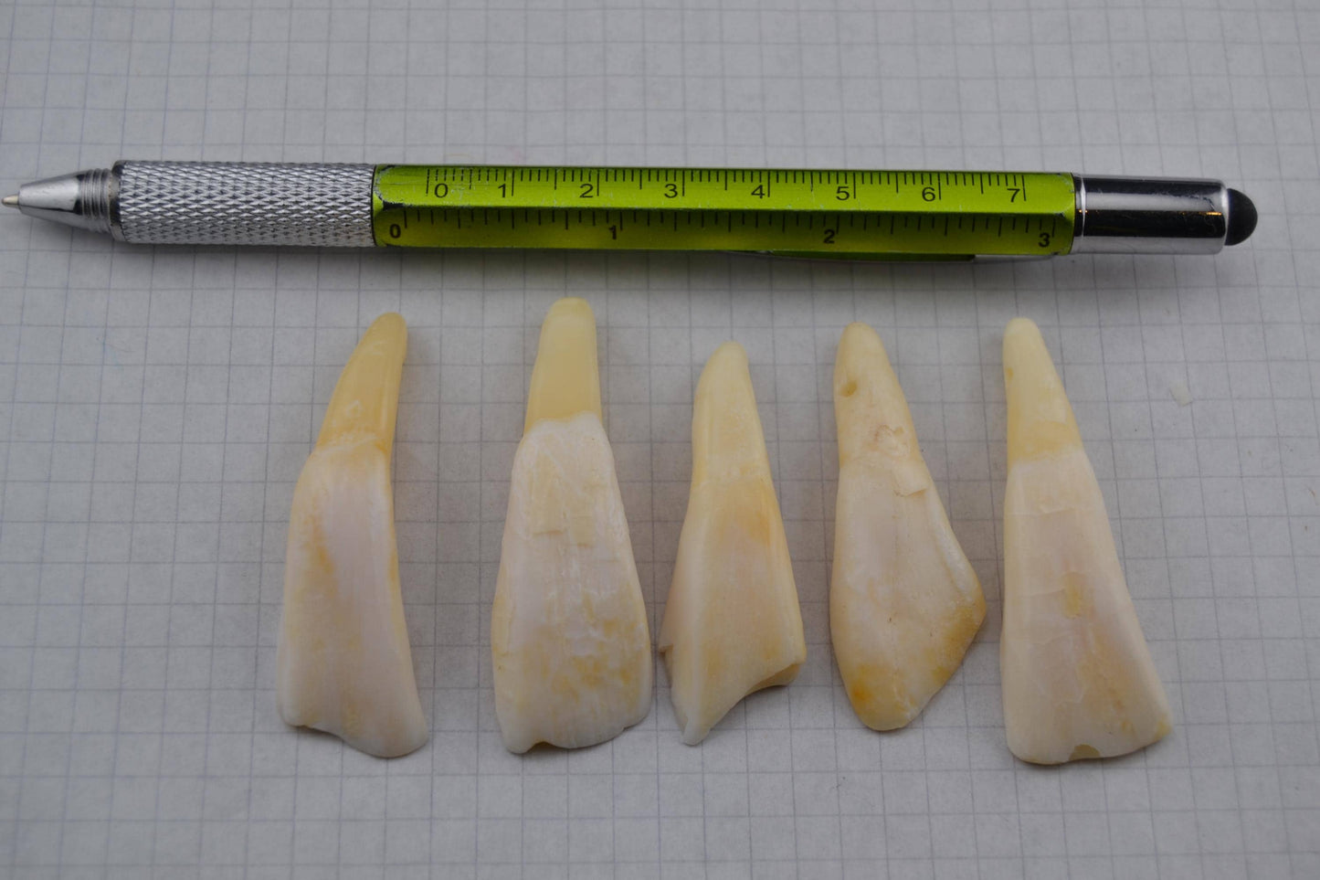 Horse teeth and Canine teeth in lots