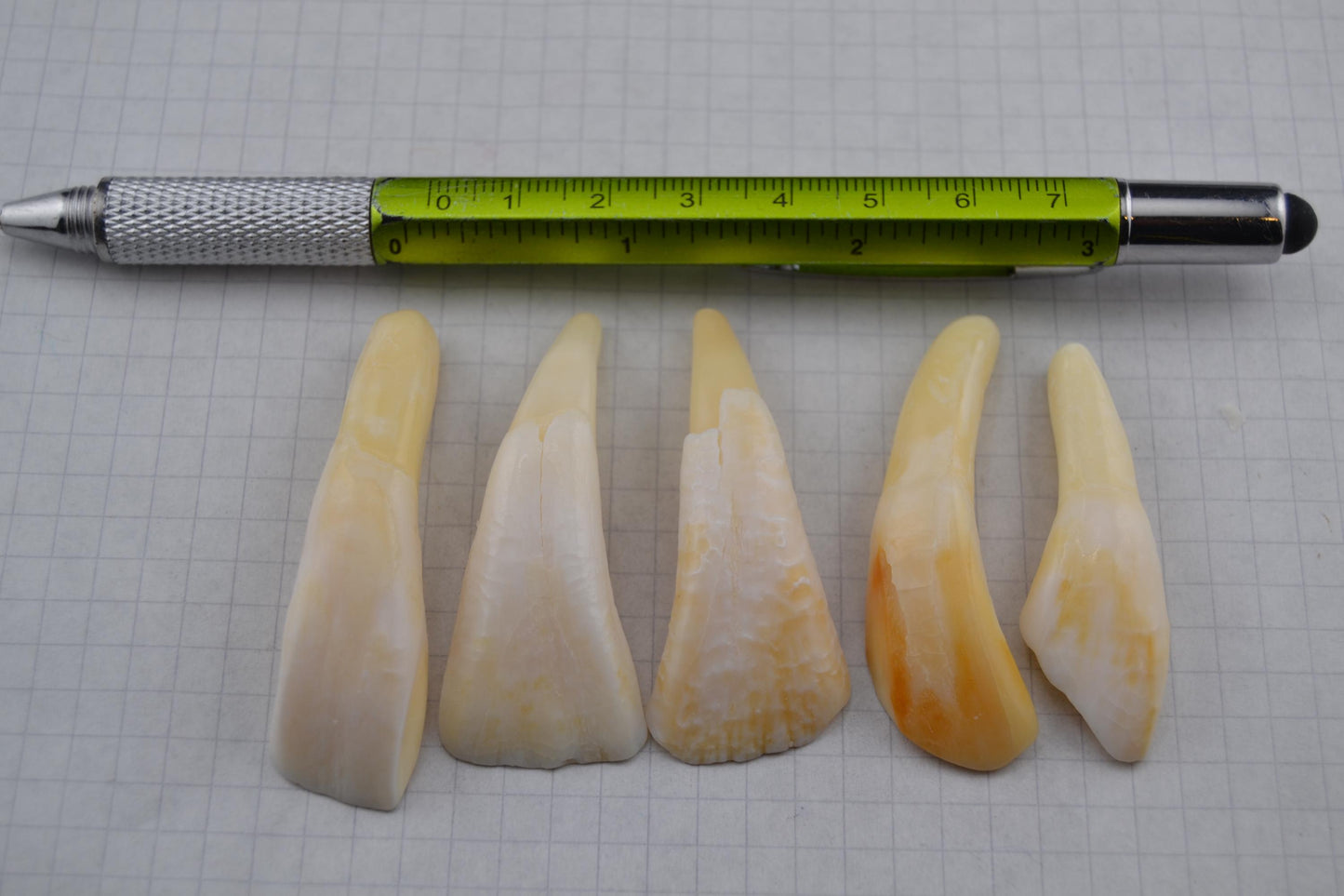 Horse teeth and Canine teeth in lots