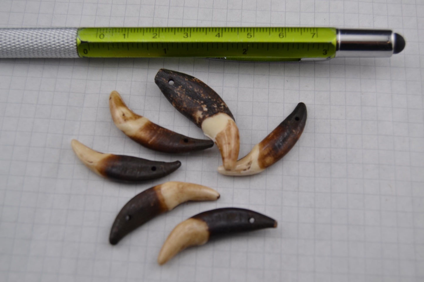 Horse teeth and Canine teeth in lots