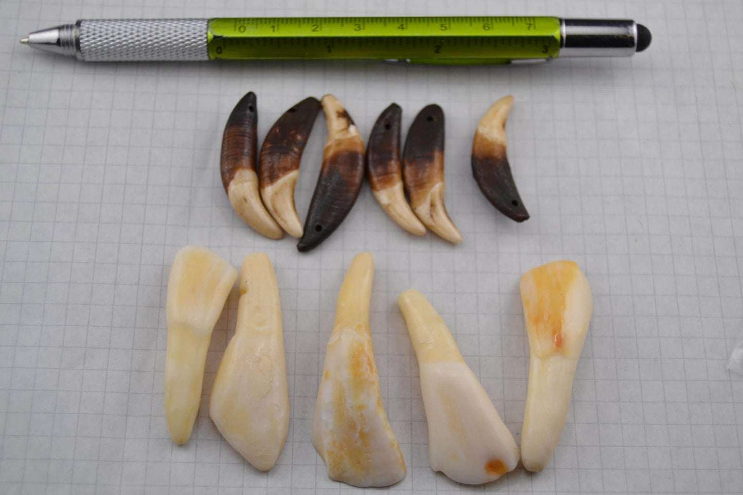 Horse teeth and Canine teeth in lots